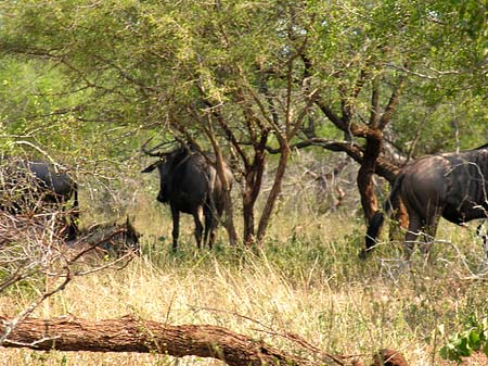 Foto Tiere des Nationalparks - 