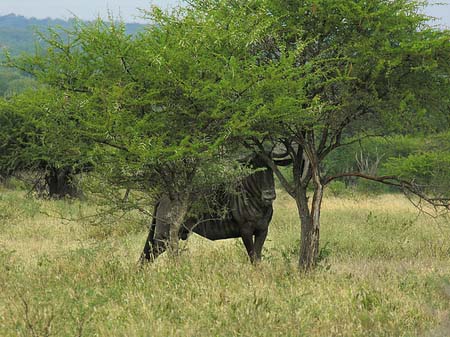 Tiere des Nationalparks