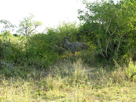 Foto Wild