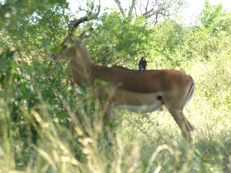 Wild Fotos