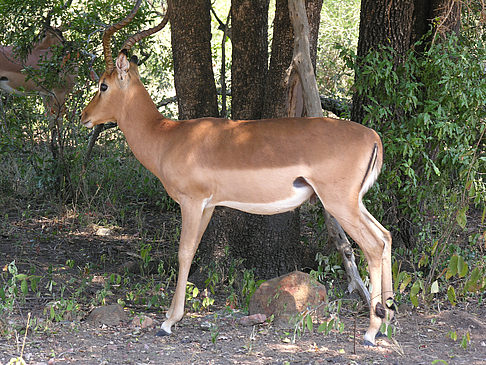 Fotos Wild | 