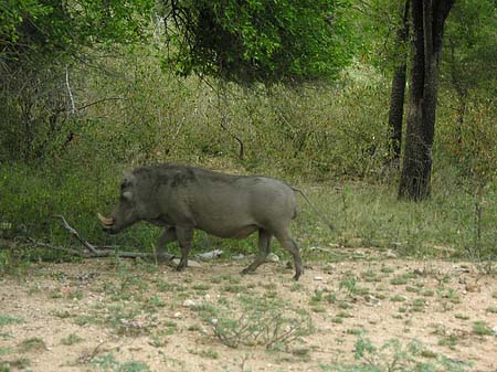 Foto Wildschwein