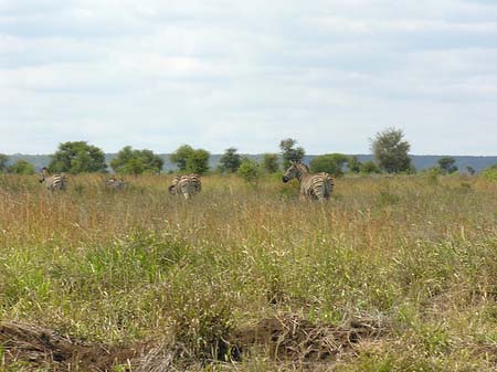 Fotos Zebras