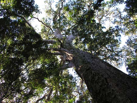 Fotos Bäume und Sträucher