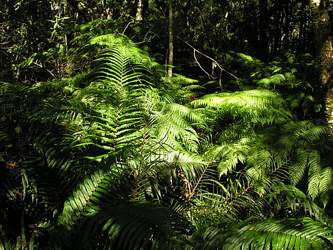 Bäume und Sträucher Fotos