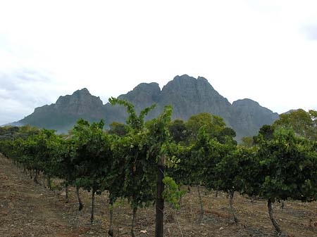 Bäume und Sträucher