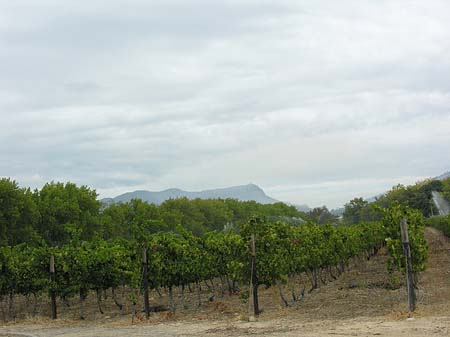 Fotos Bäume und Sträucher | 