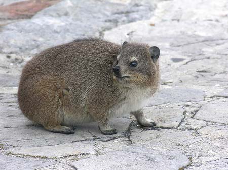 Foto Kleine Tiere - 
