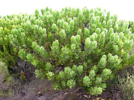Pflanzen auf dem Tafelberg Foto 