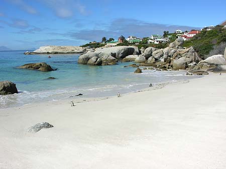 Foto Pinguine am Strand - 