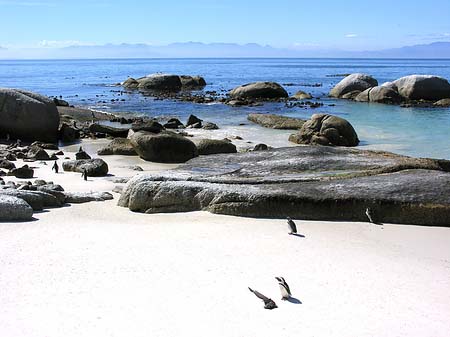 Foto Pinguine am Strand - 