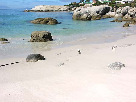 Foto Pinguine am Strand