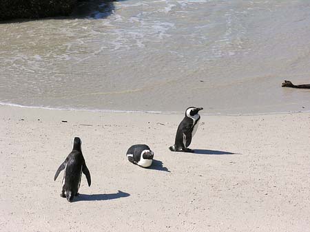 Pinguine am Strand Foto 