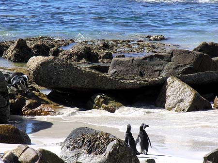 Fotos Pinguine am Strand