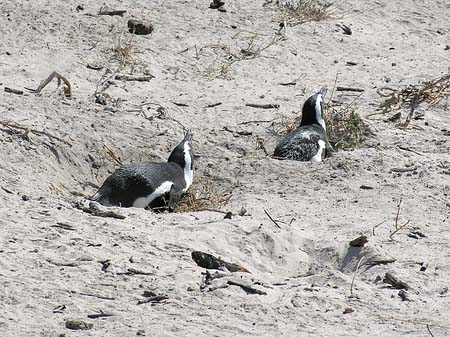Pinguine am Strand Foto 