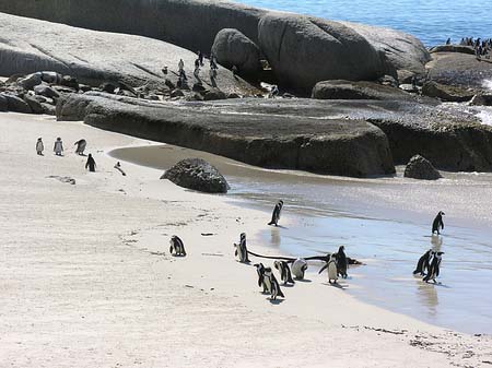 Foto Pinguine am Strand - 