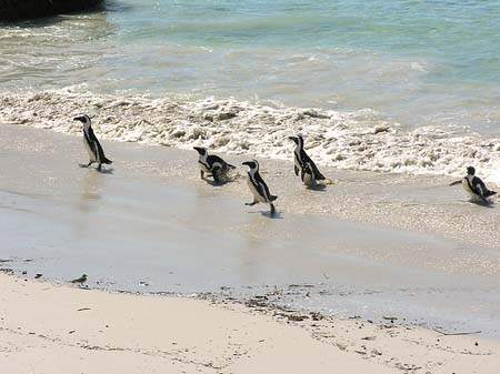 Pinguine am Strand