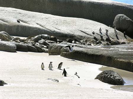 Foto Pinguine am Strand - 