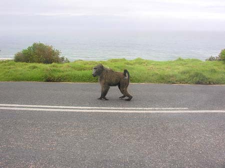 Foto Rumlaufende Affen - 